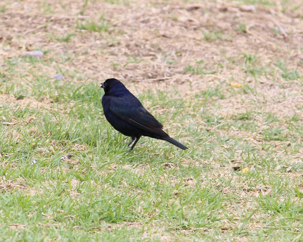 Screaming Cowbird - ML133256171