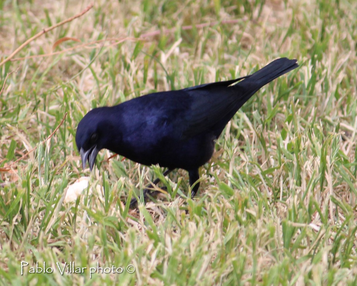 Shiny Cowbird - ML133256221