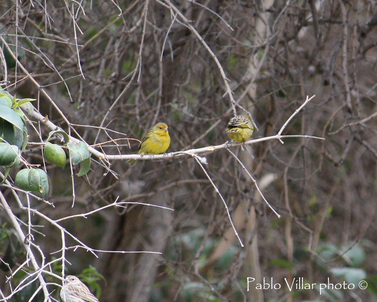 Saffron Finch - ML133256321