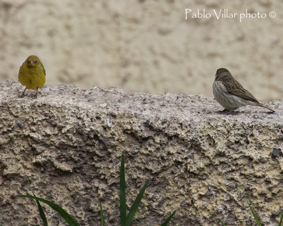 Saffron Finch - Pablo Villar