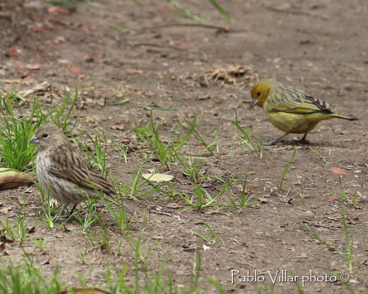 Saffron Finch - ML133256351