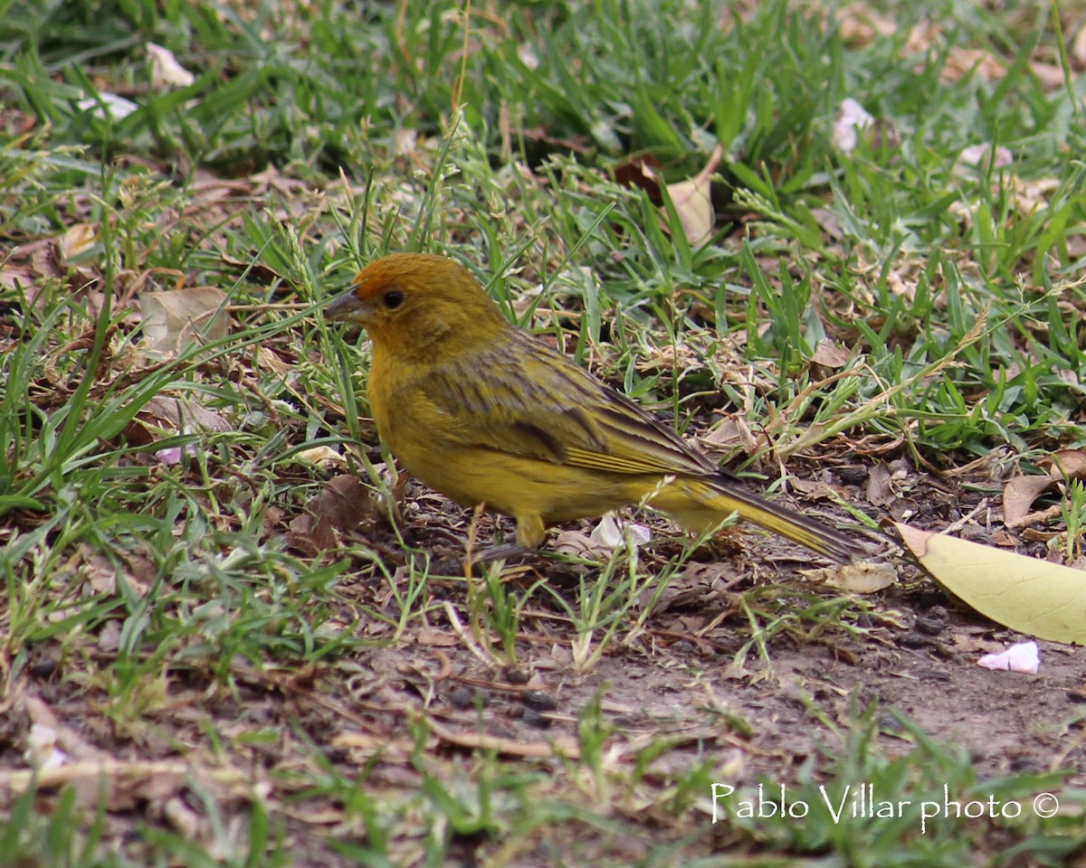 Saffron Finch - ML133256361