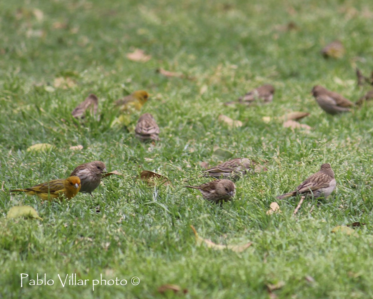 Saffron Finch - ML133256371