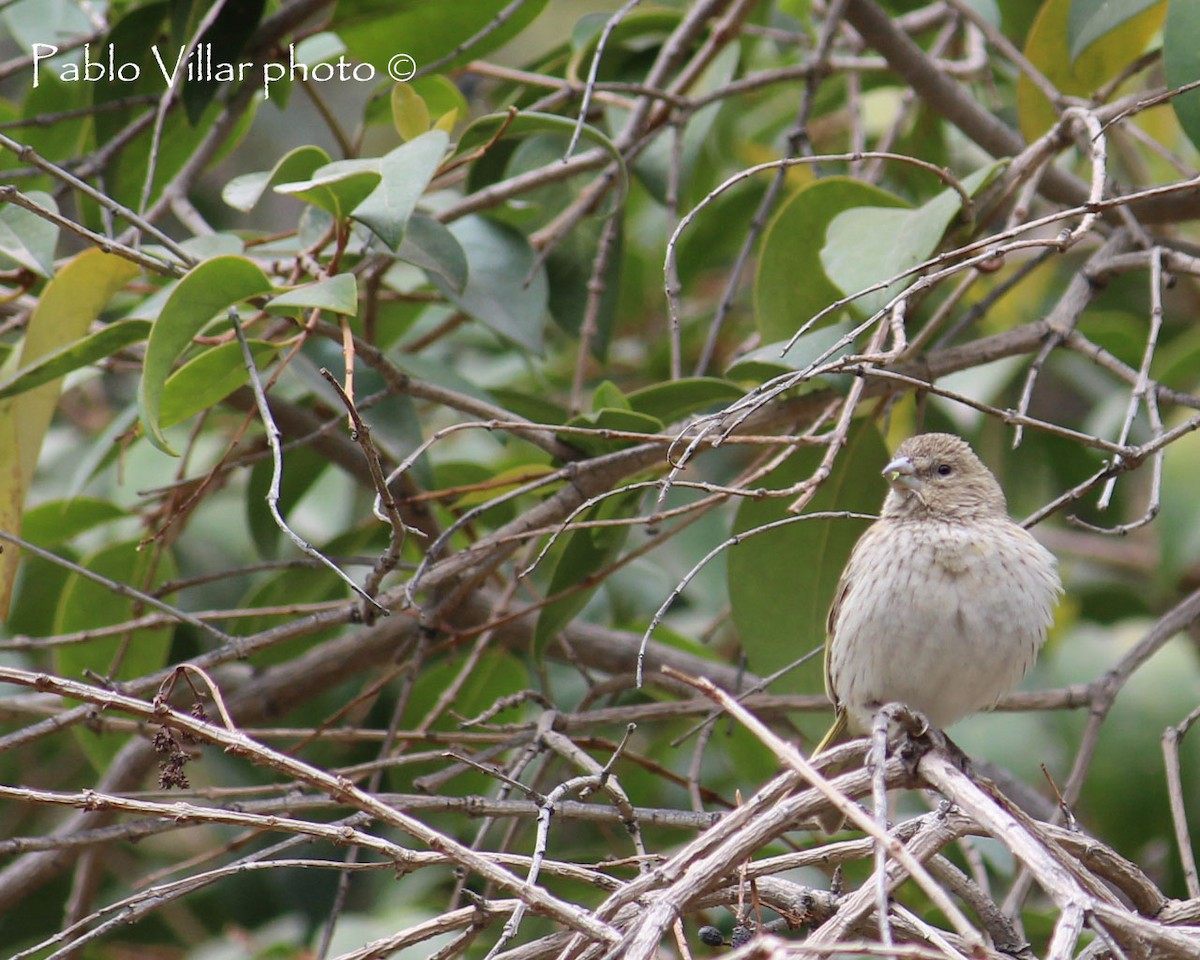 Saffron Finch - ML133256541