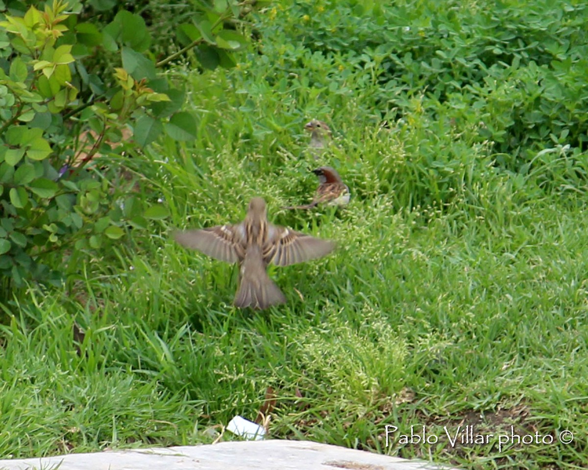 House Sparrow - ML133256651