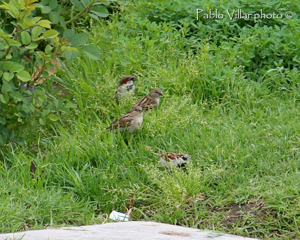 House Sparrow - ML133256661