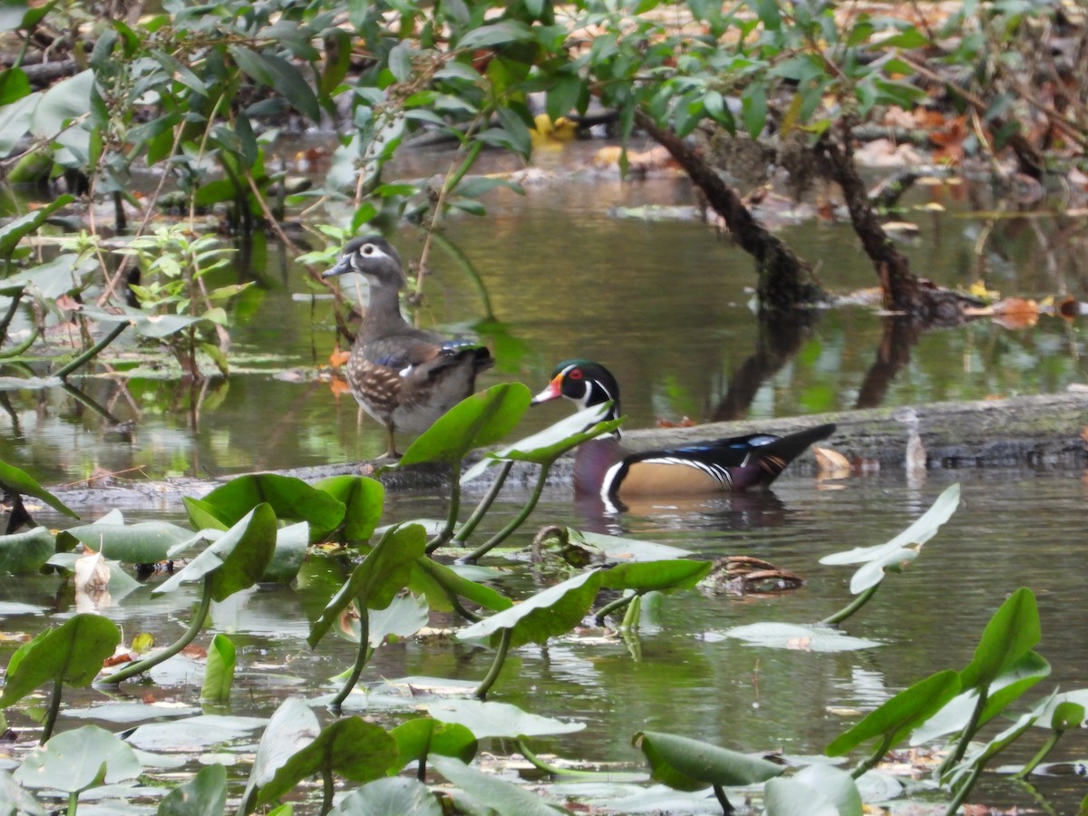 Wood Duck - Kevin Hoover