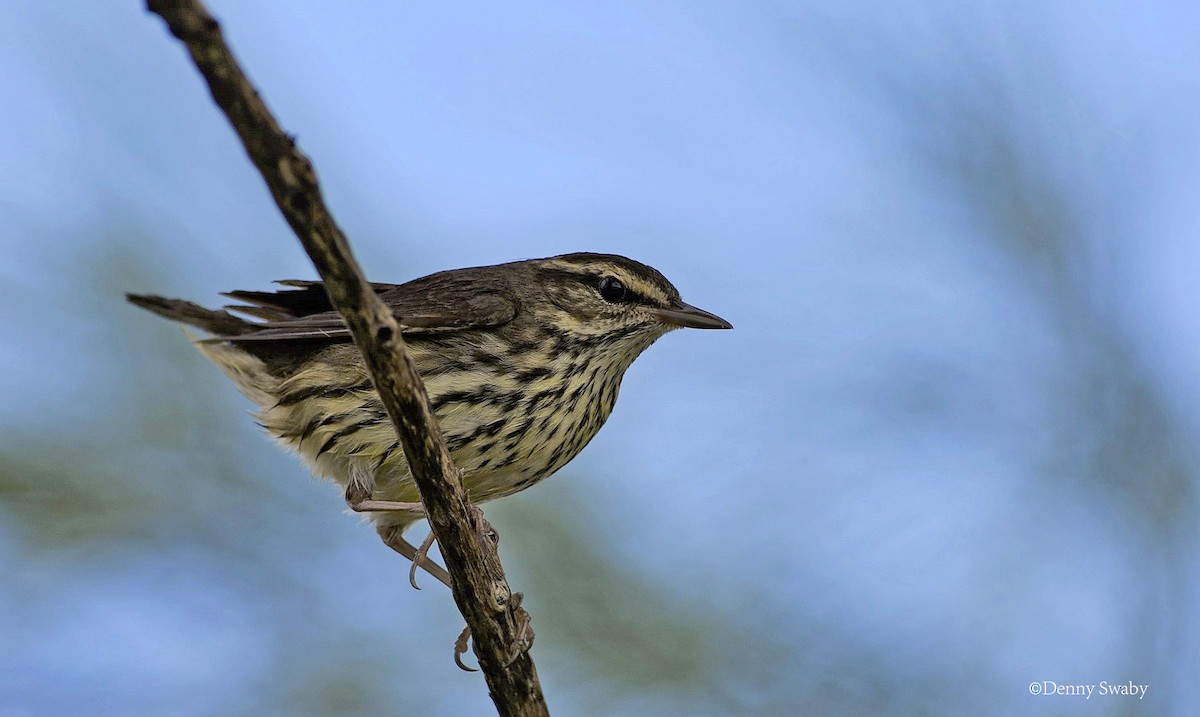 Northern Waterthrush - ML133260831