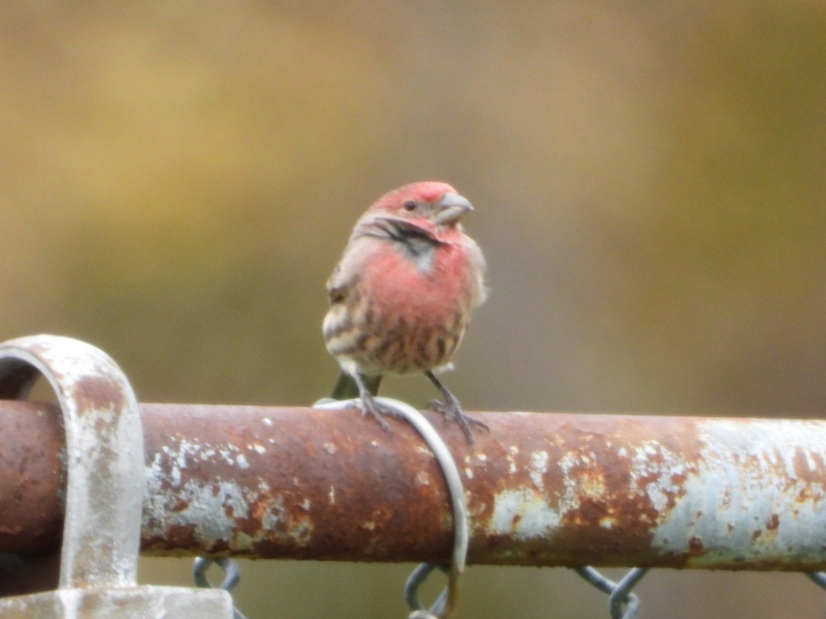House Finch - ML133261001