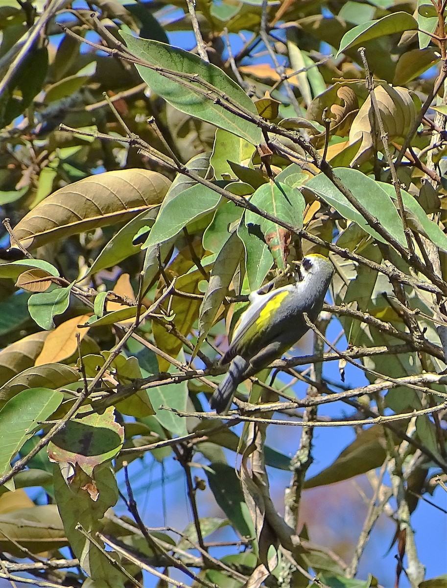 Goldflügel-Waldsänger - ML133261431