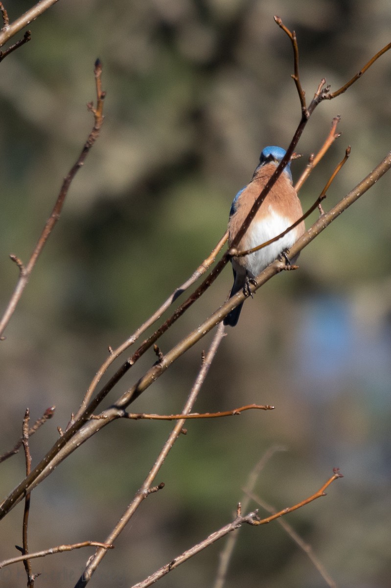 Eastern Bluebird - ML133262811