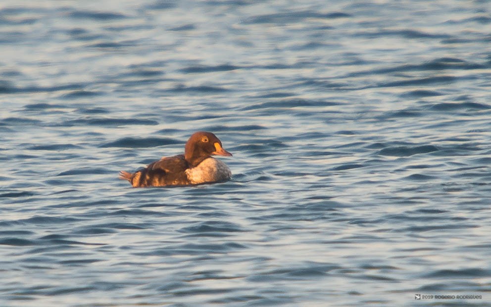 King Eider - Rogério Rodrigues