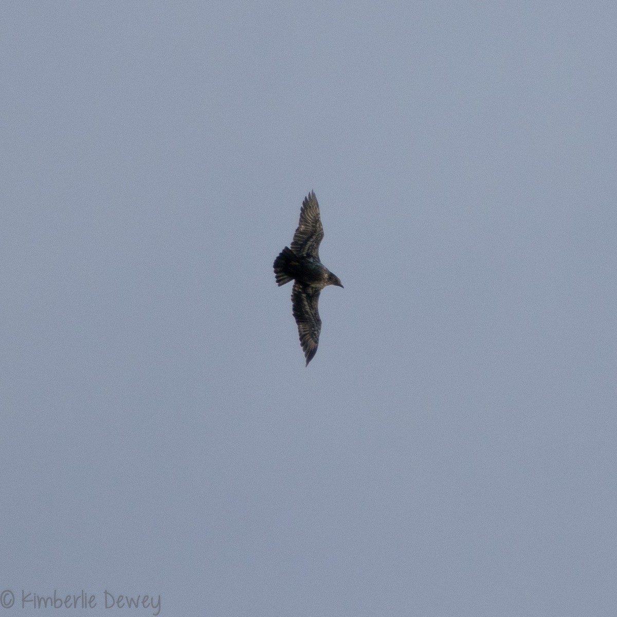 Bald Eagle - ML133262961