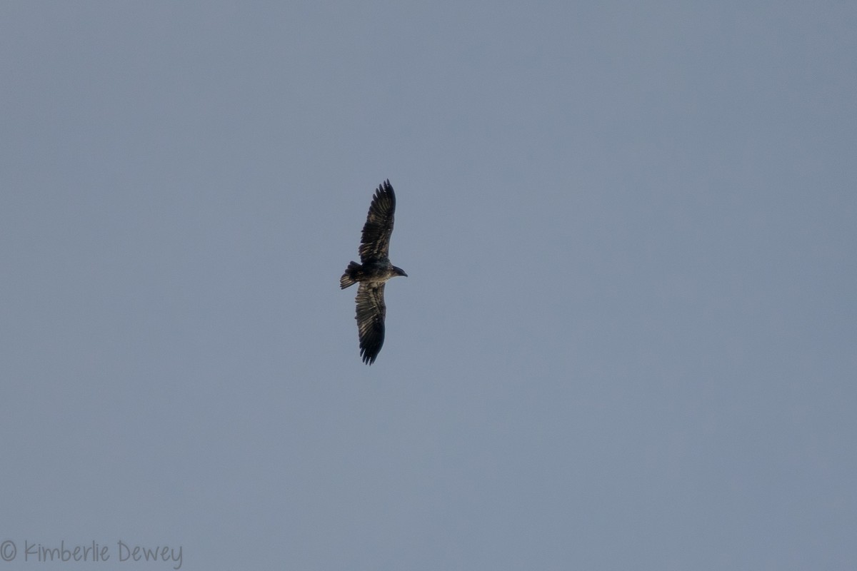 Bald Eagle - ML133262971
