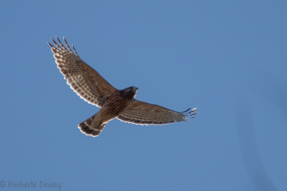 Red-shouldered Hawk - ML133263081
