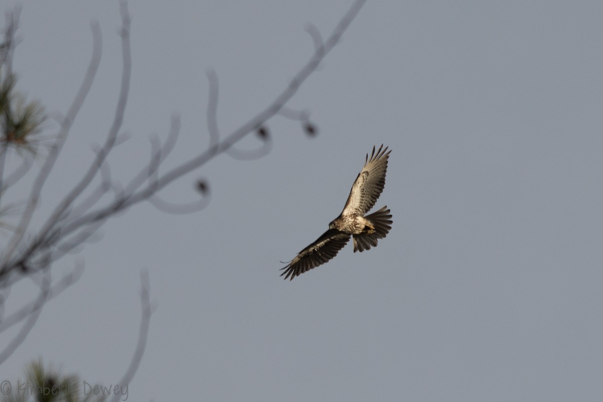 Red-tailed Hawk - ML133263111