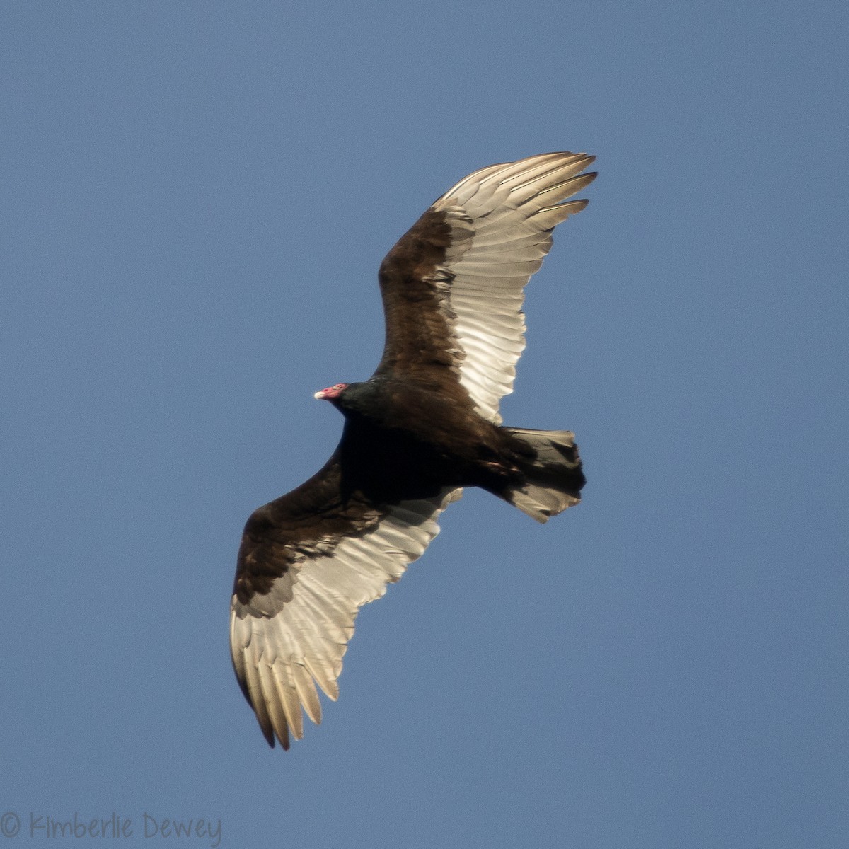 Turkey Vulture - ML133263211