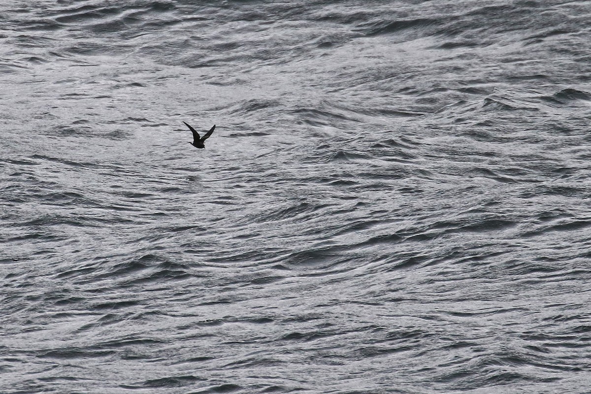 Wellenläufer - ML133263571