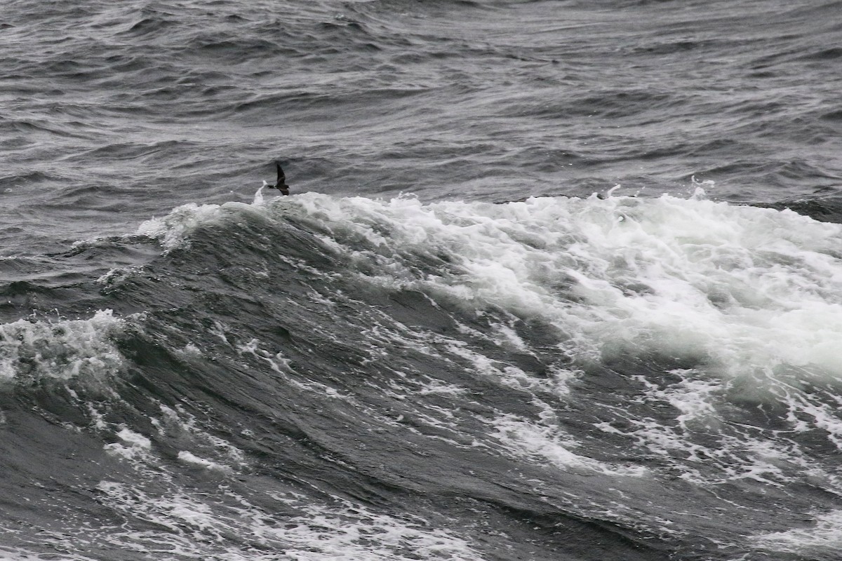 Wellenläufer - ML133263761