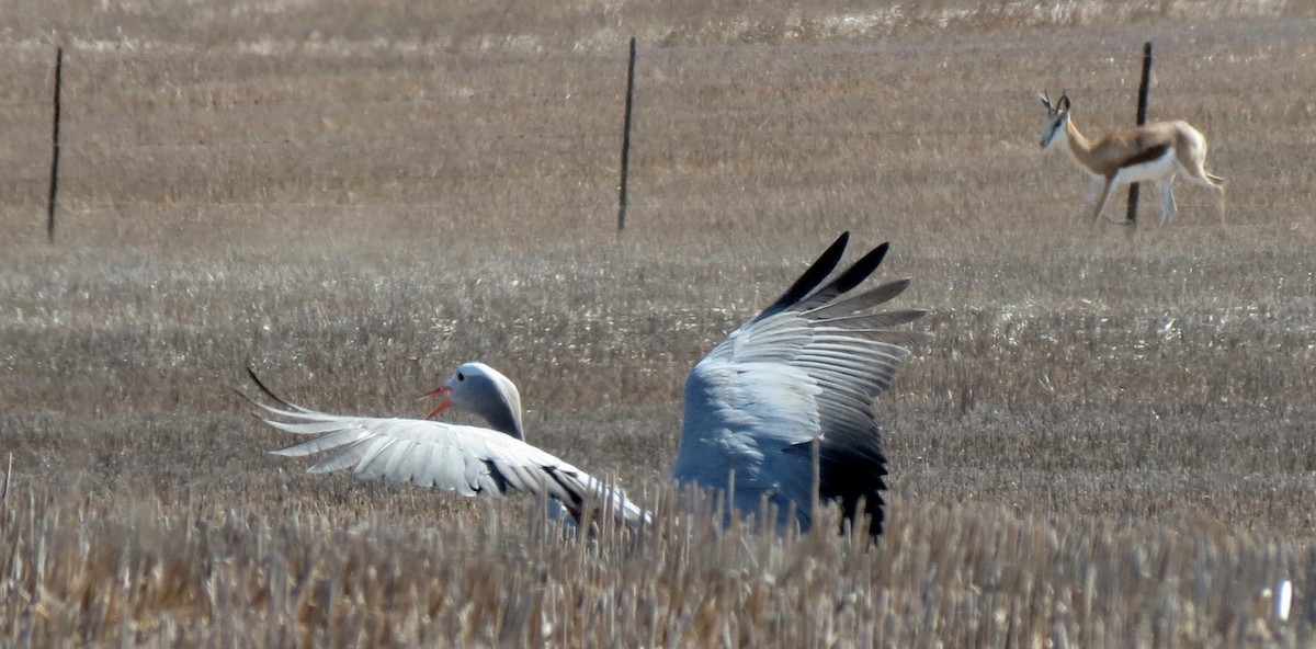 Blue Crane - ML133264801