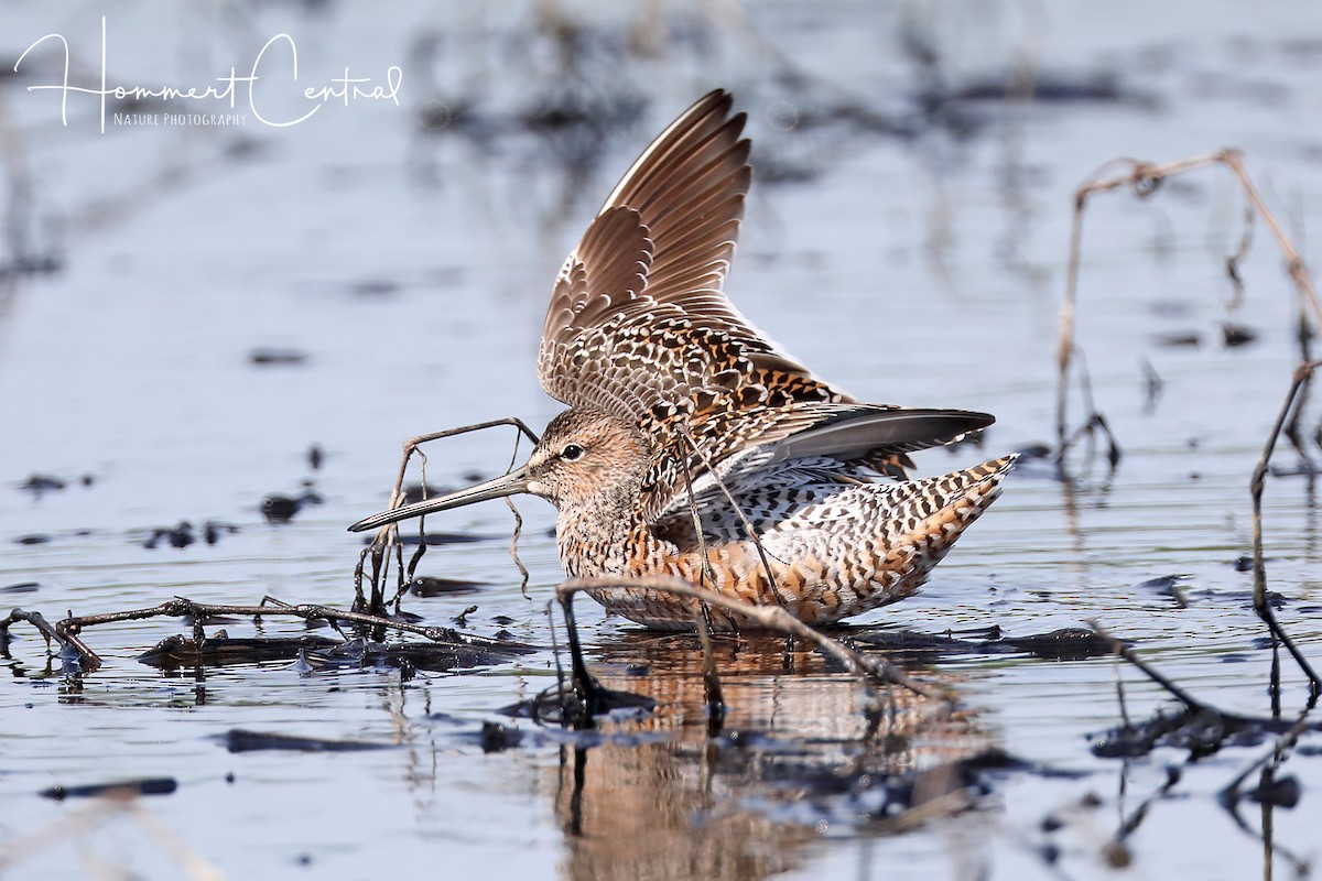 Long-billed Dowitcher - Doug Hommert