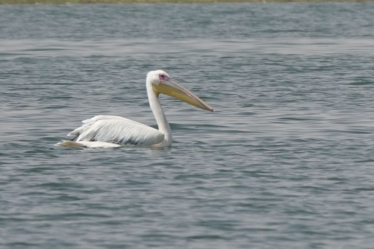 pelikán bílý - ML133265581
