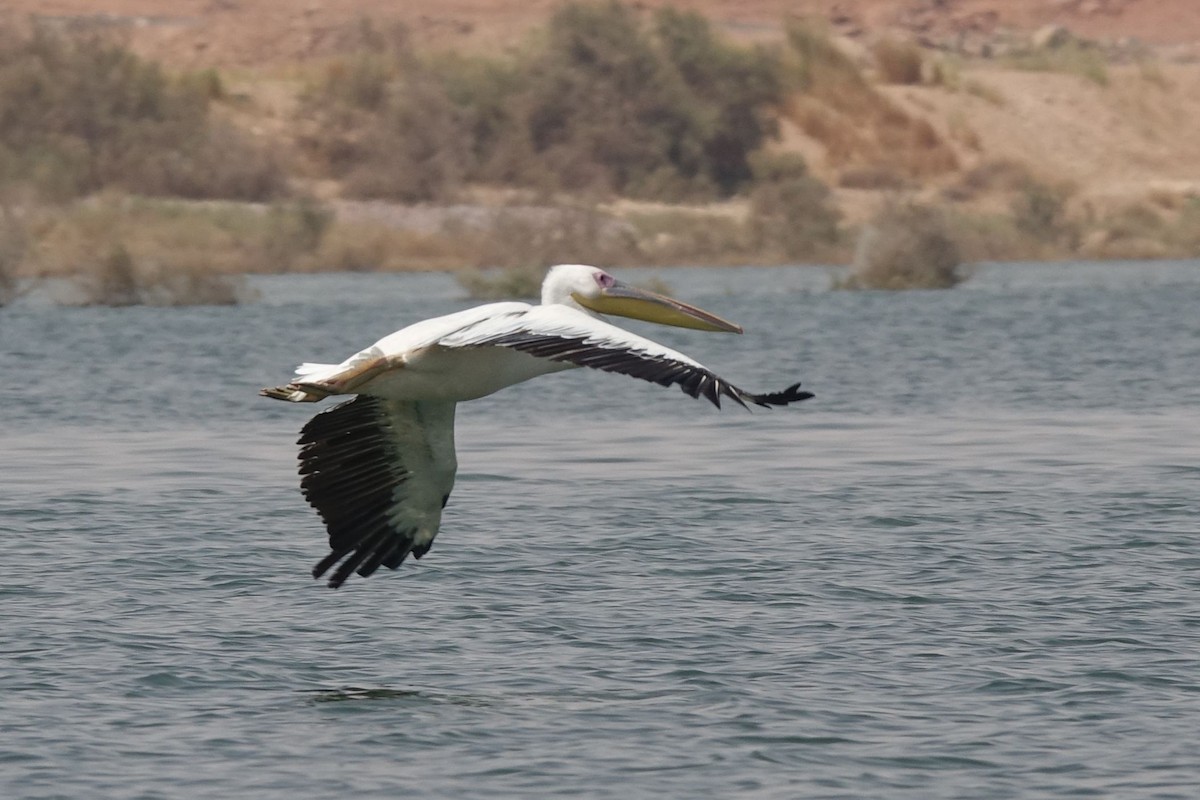 pelikán bílý - ML133265591