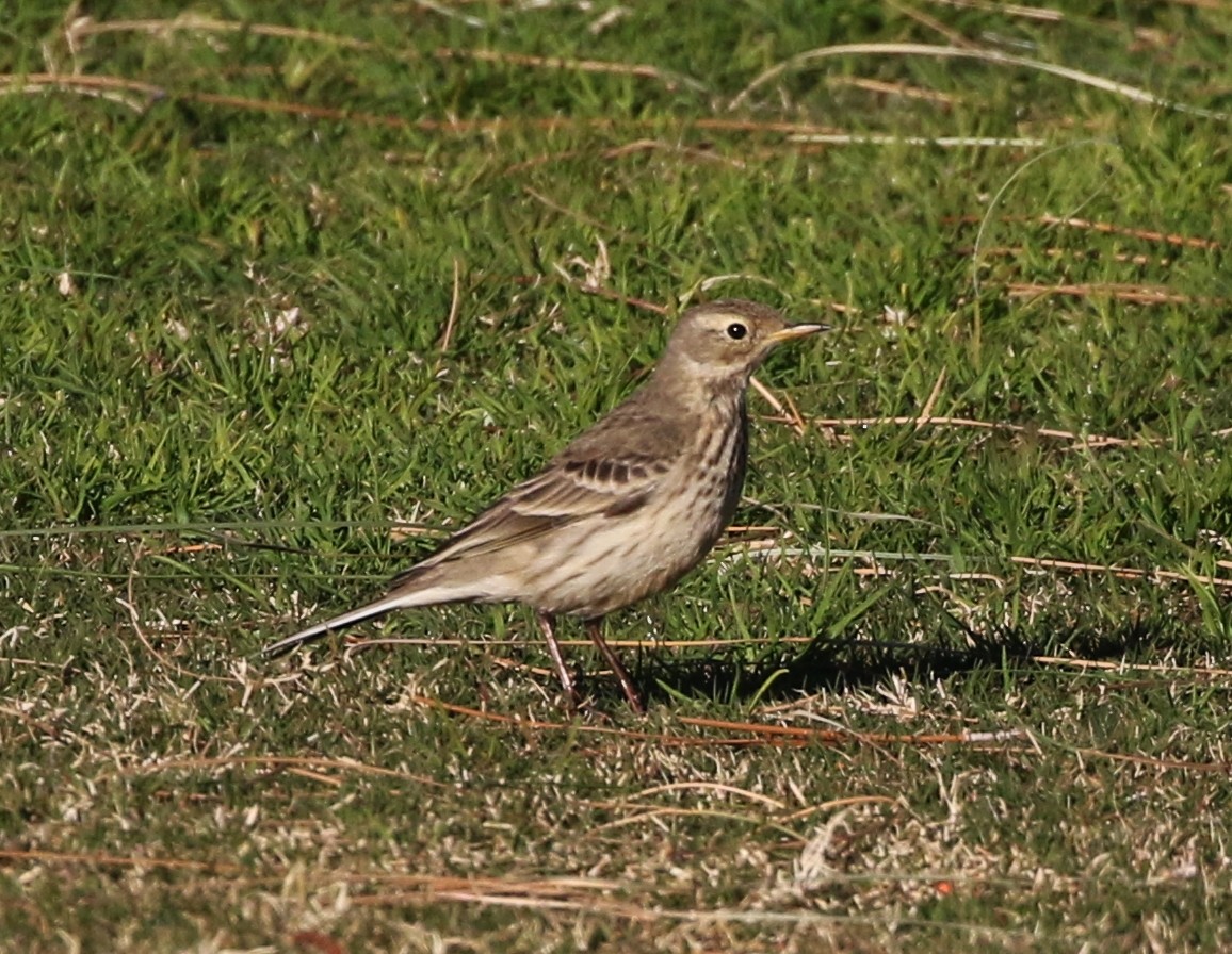 American Pipit - ML133266261