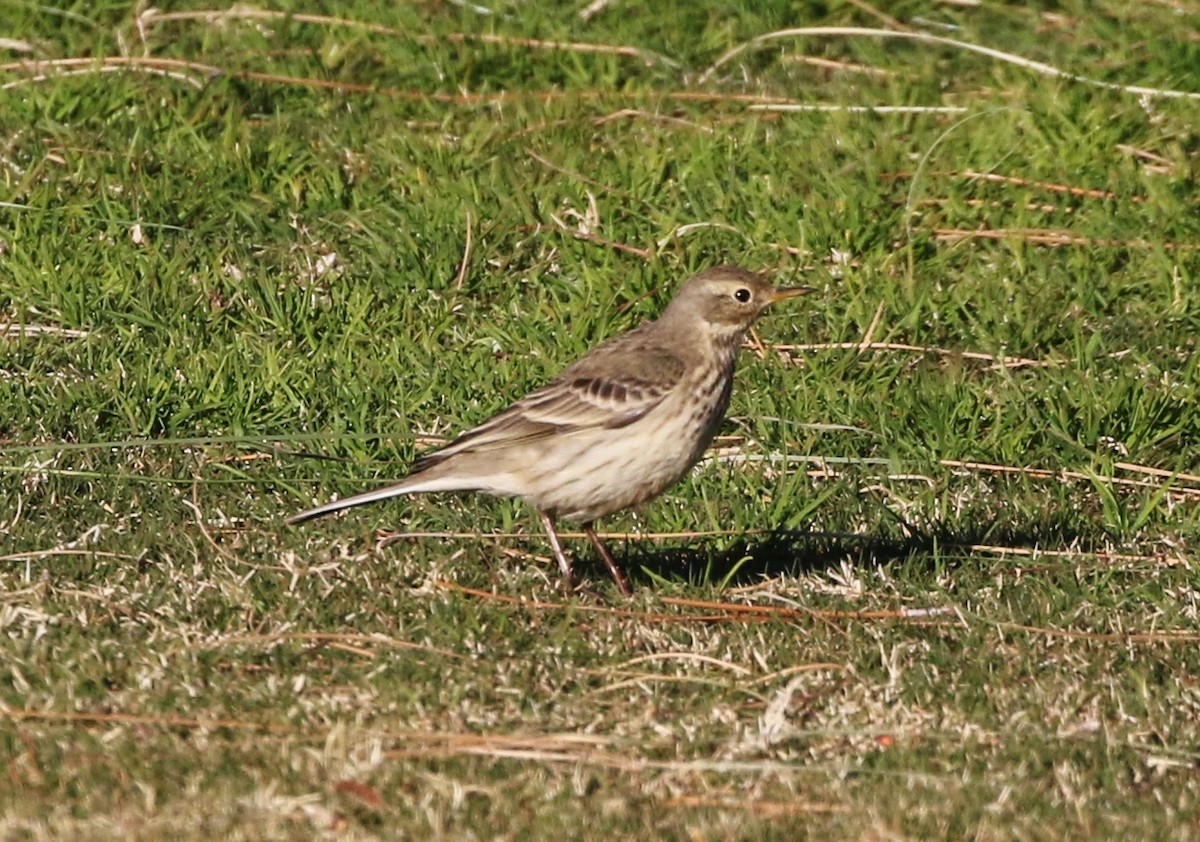 American Pipit - ML133266271