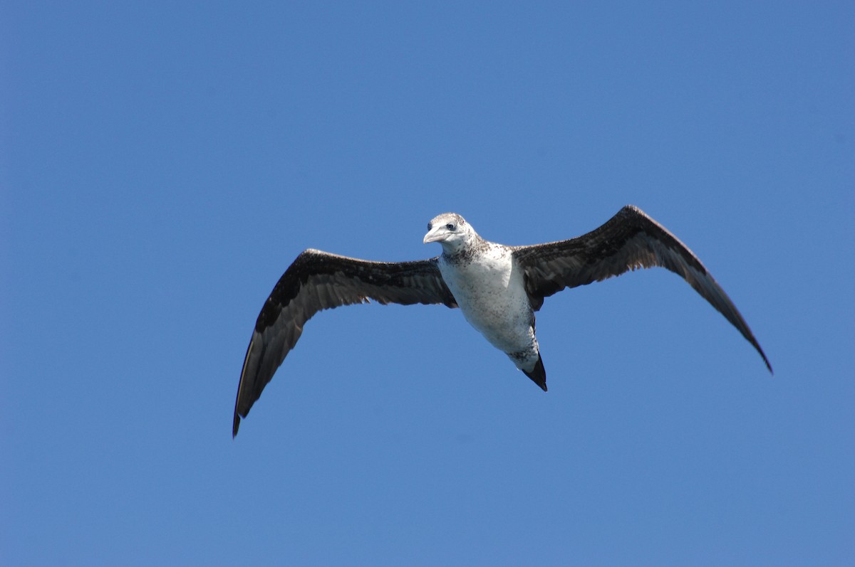 Northern Gannet - ML133266941