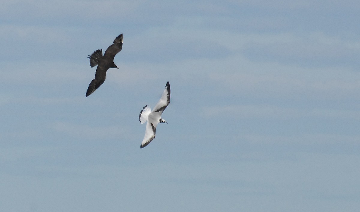 Parasitic Jaeger - ML133267031