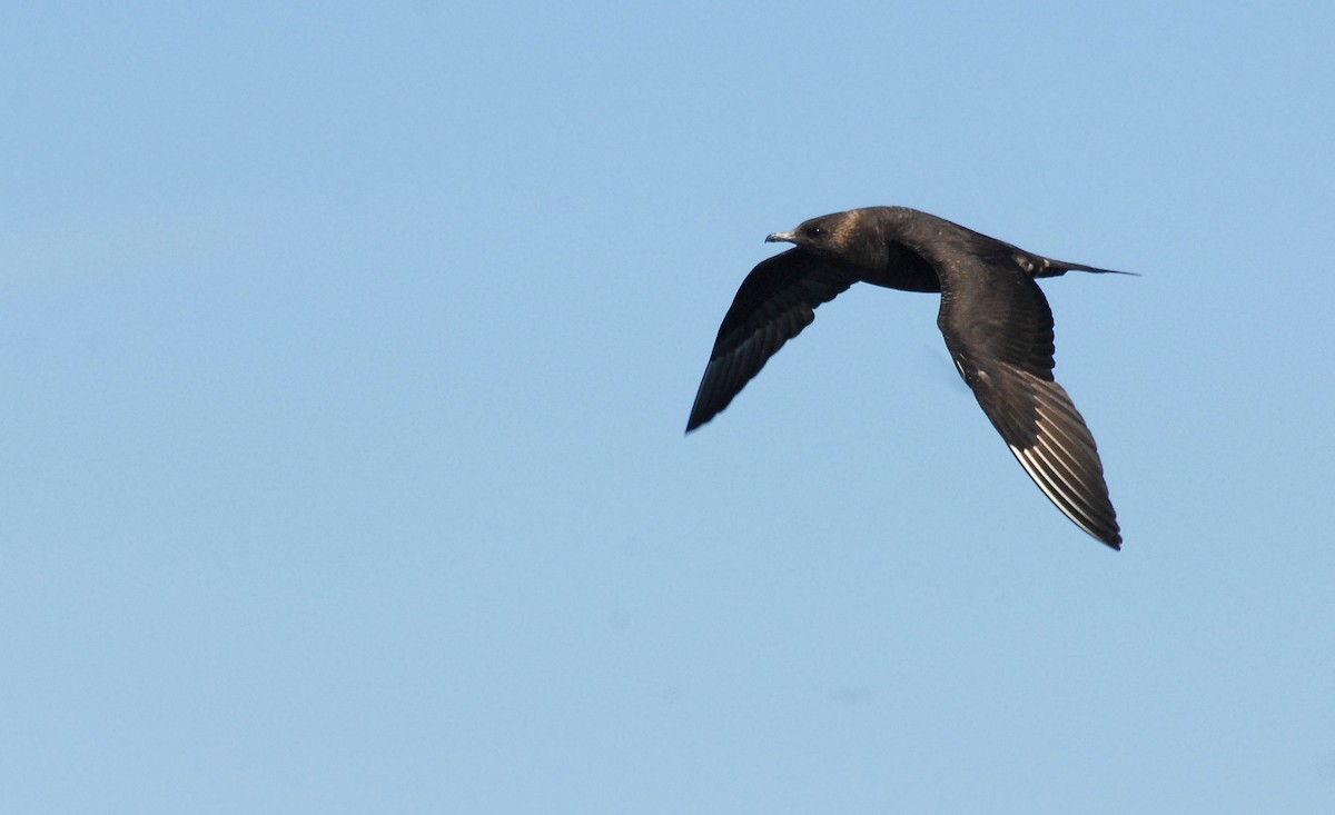 Parasitic Jaeger - ML133267051