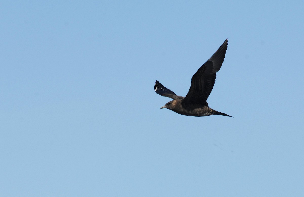 Parasitic Jaeger - ML133267071