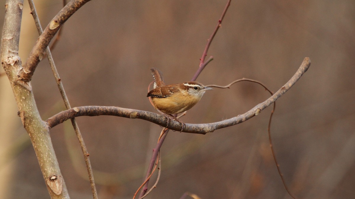 Carolina Wren - ML133267321