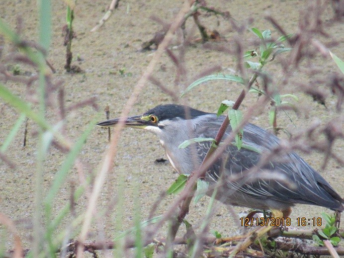 Striated Heron - ML133269151