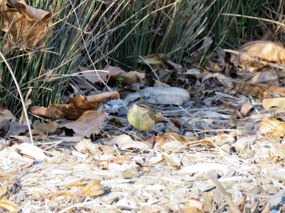 Palm Warbler - ML133270441