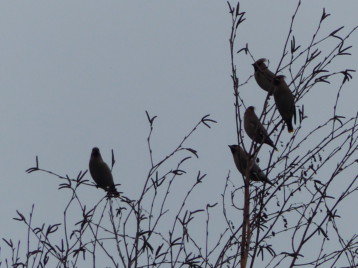 Шивэр энхэт бялзуухай - ML133270971