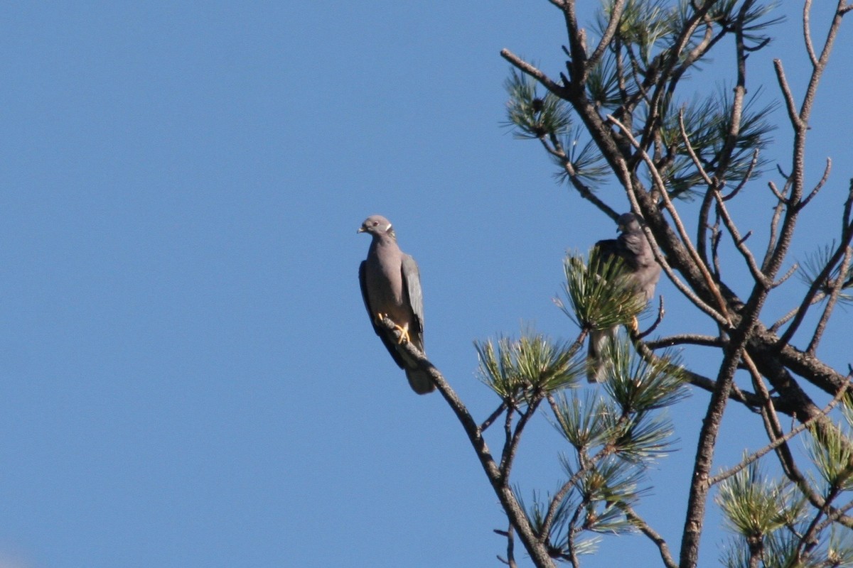 Band-tailed Pigeon - ML133271261