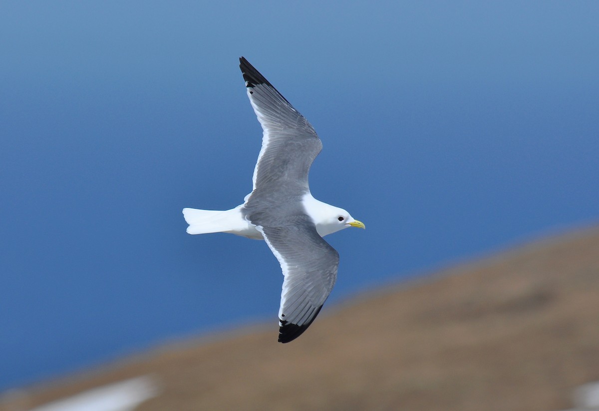 Red-legged Kittiwake - Ryan O'Donnell