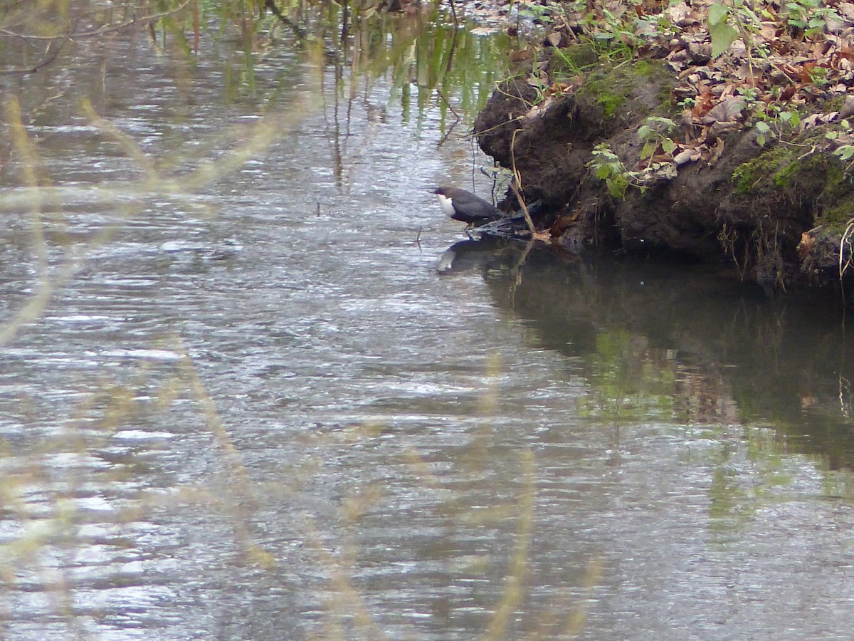 White-throated Dipper - ML133271931