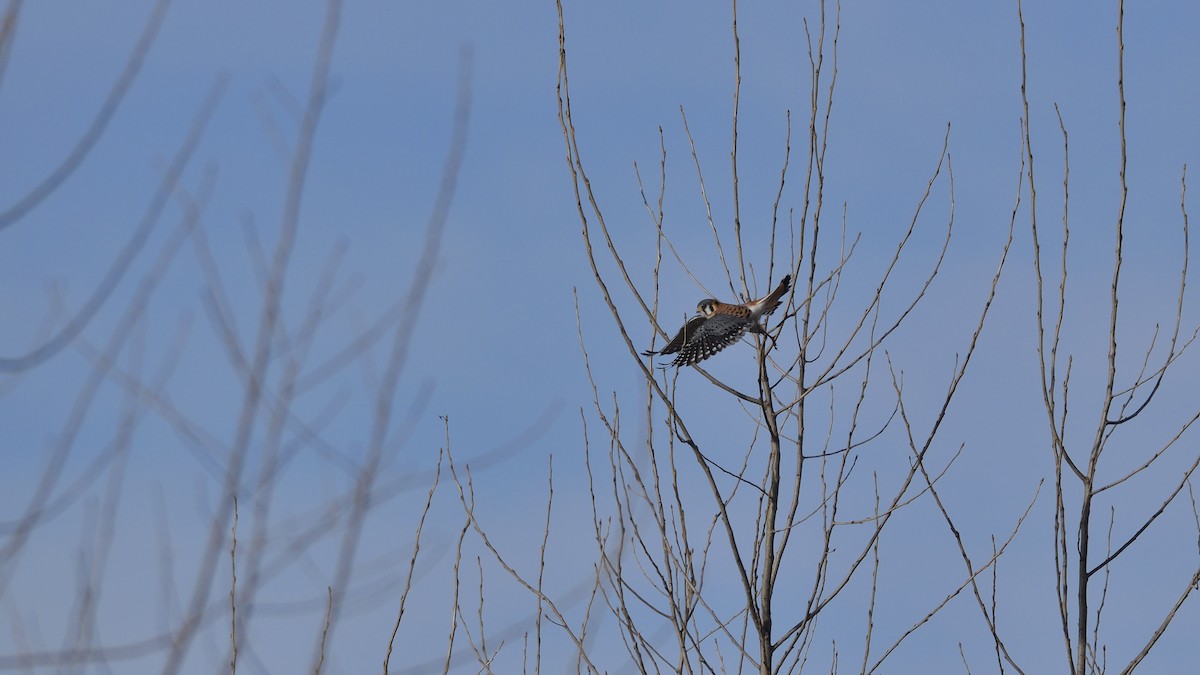 American Kestrel - Randy Rasmussen