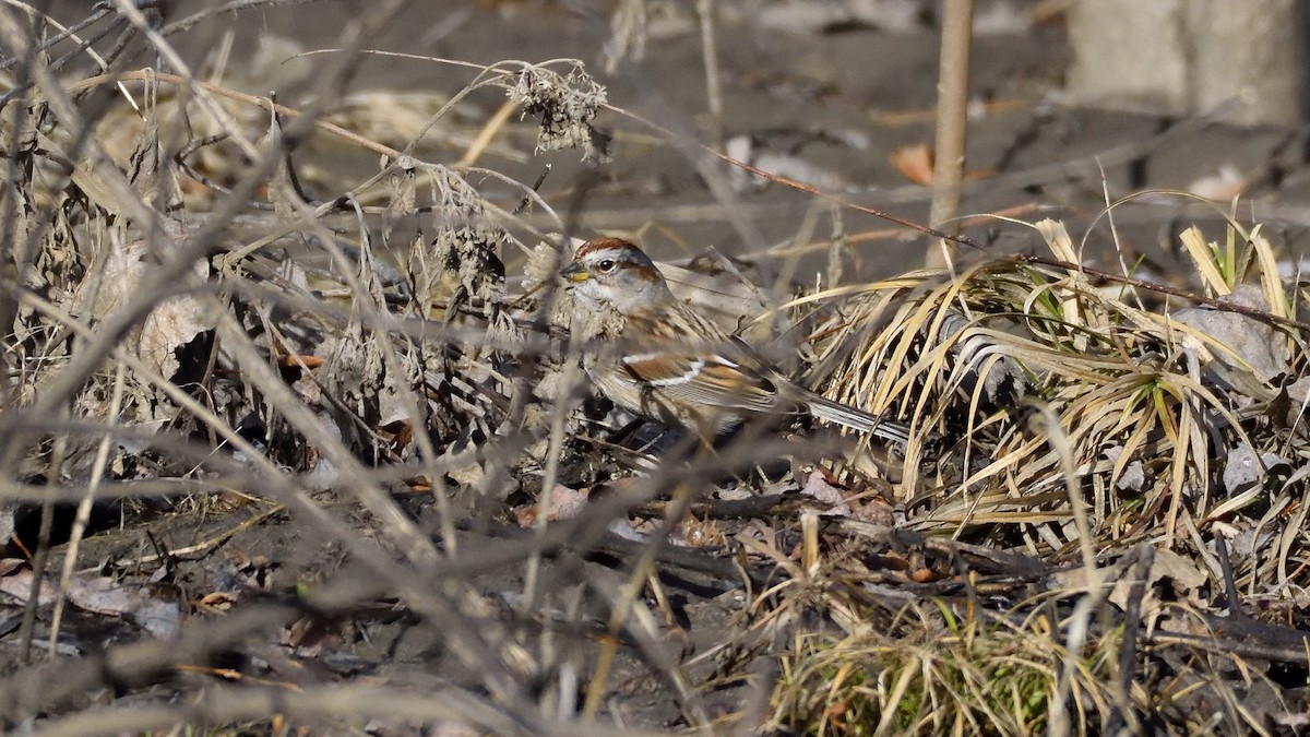 American Tree Sparrow - ML133272831