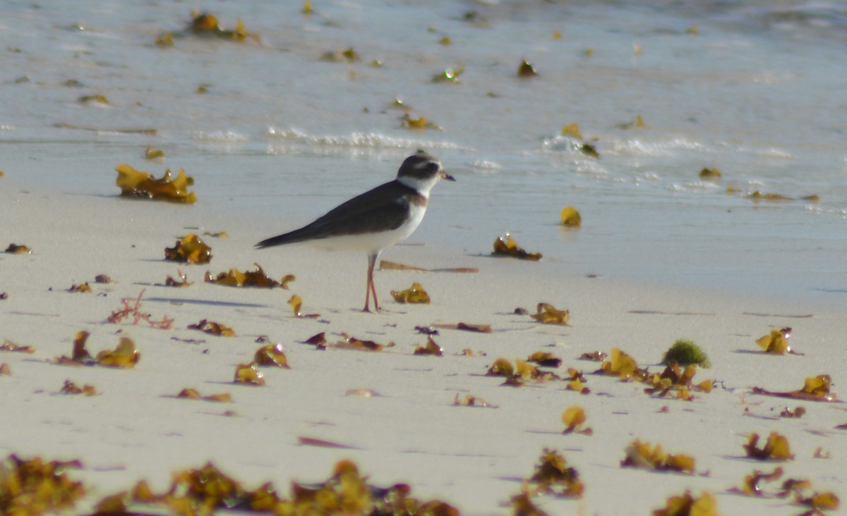 Semipalmated Plover - ML133273421