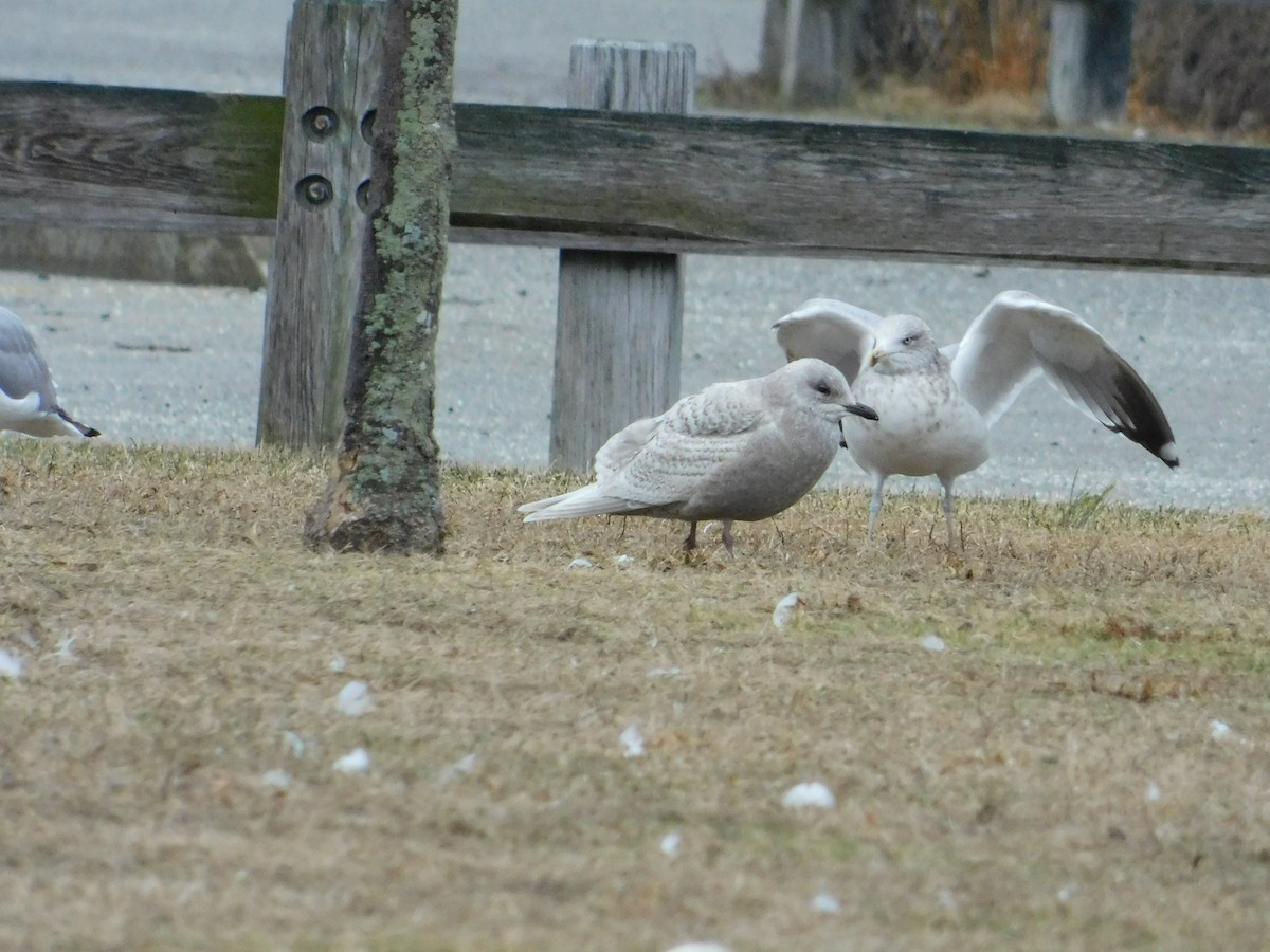 Iceland Gull - ML133274001