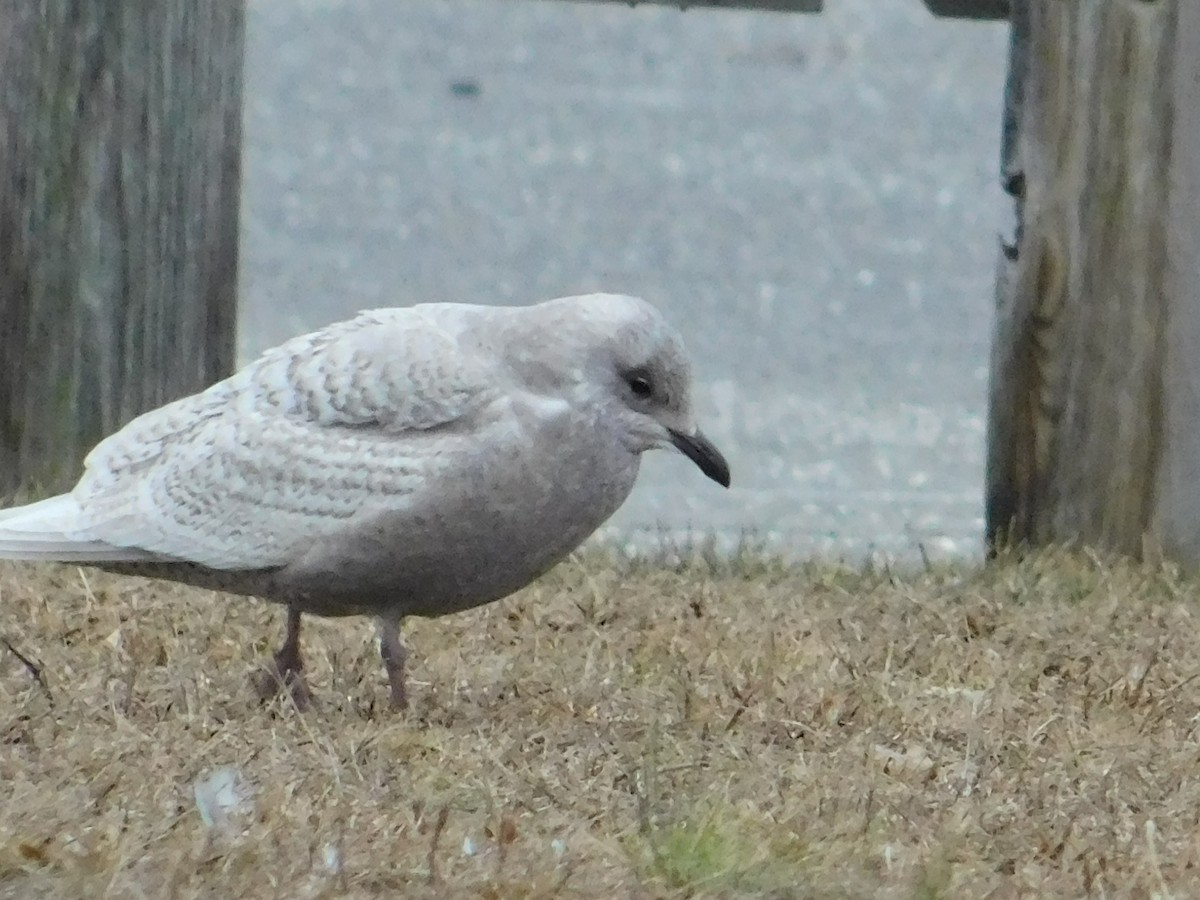 Iceland Gull - ML133274061