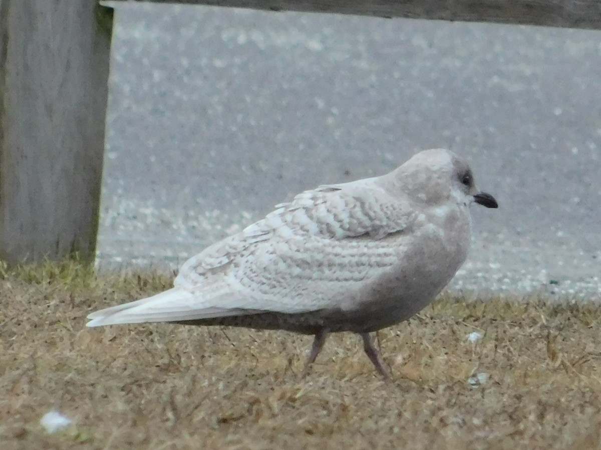 Iceland Gull - Luis Mendes