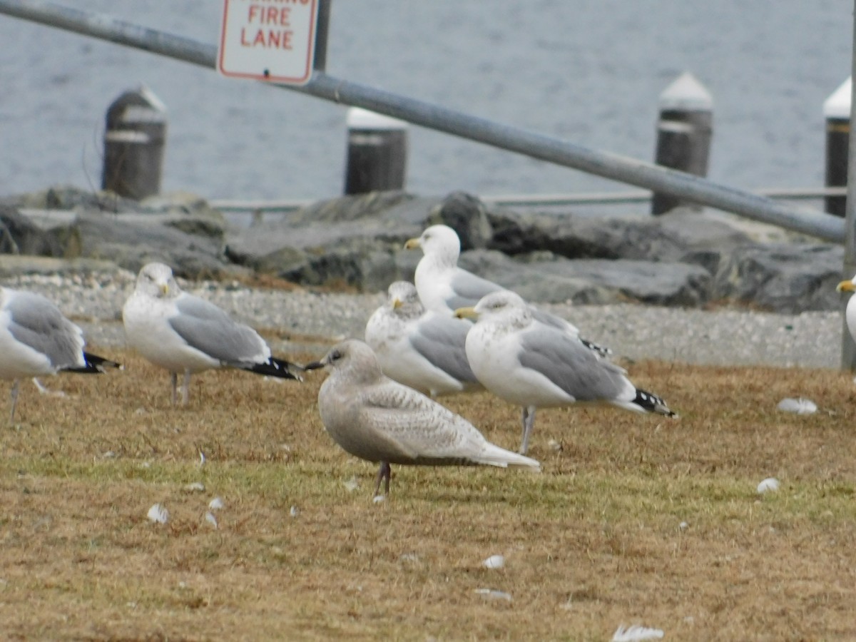 Iceland Gull - ML133274081