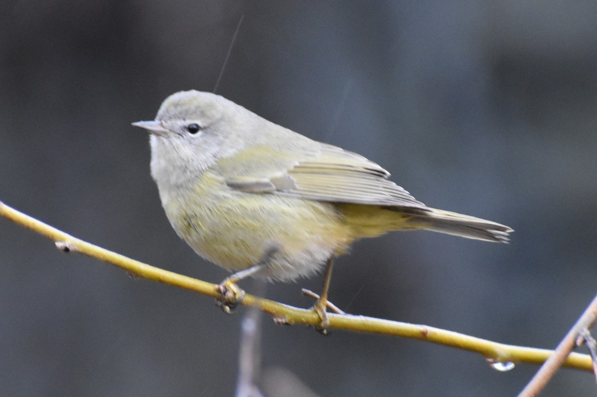 Orange-crowned Warbler - ML133274091