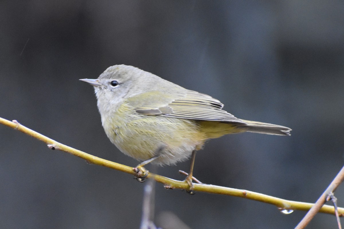 Orange-crowned Warbler - ML133274101
