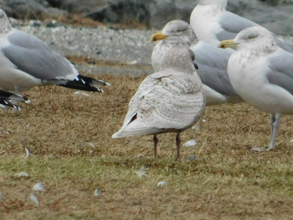 Iceland Gull - ML133274111